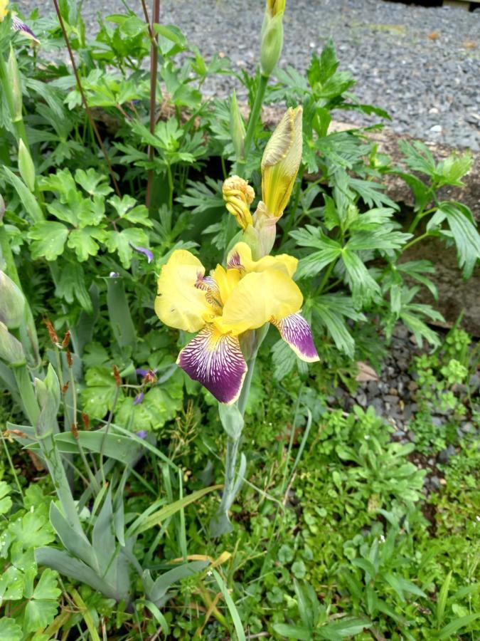 Aramatai Gardens Bed & Breakfast Te Kuiti ภายนอก รูปภาพ
